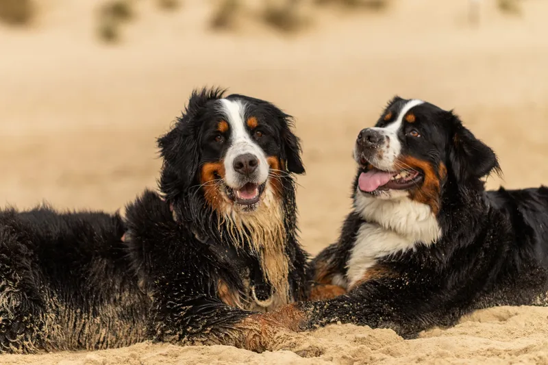 Berry the Bernese Mountain Dog (30 of 30)