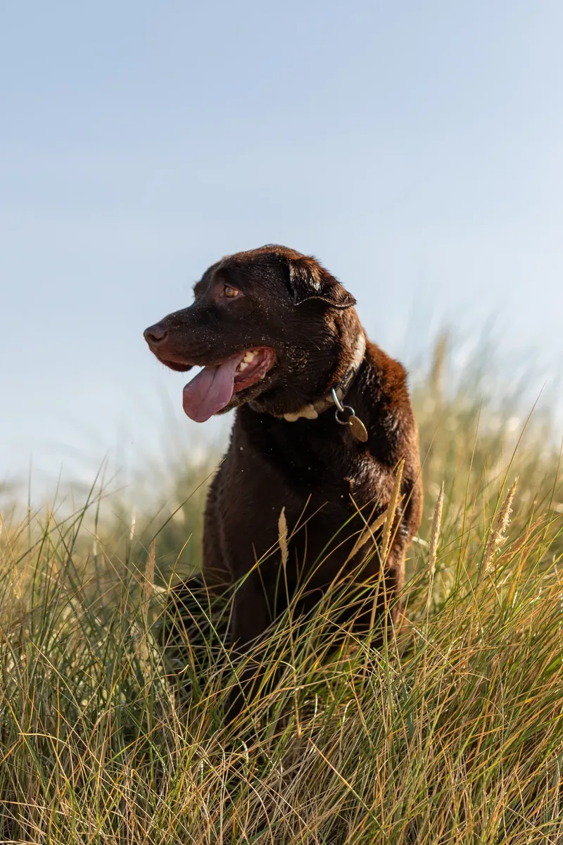 Ralph the Chocolate Lab (20 of 26)