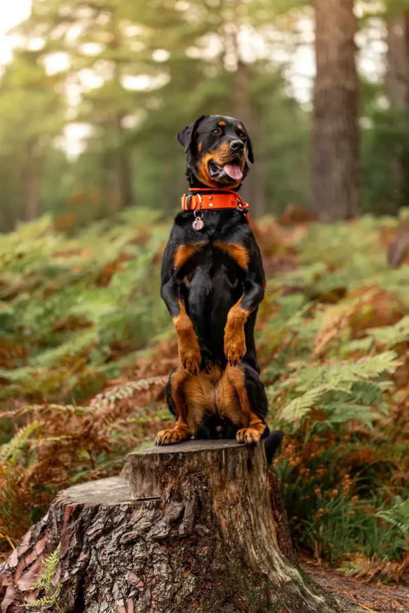 The Wild Bear Club – Wareham Forest (14 of 24)
