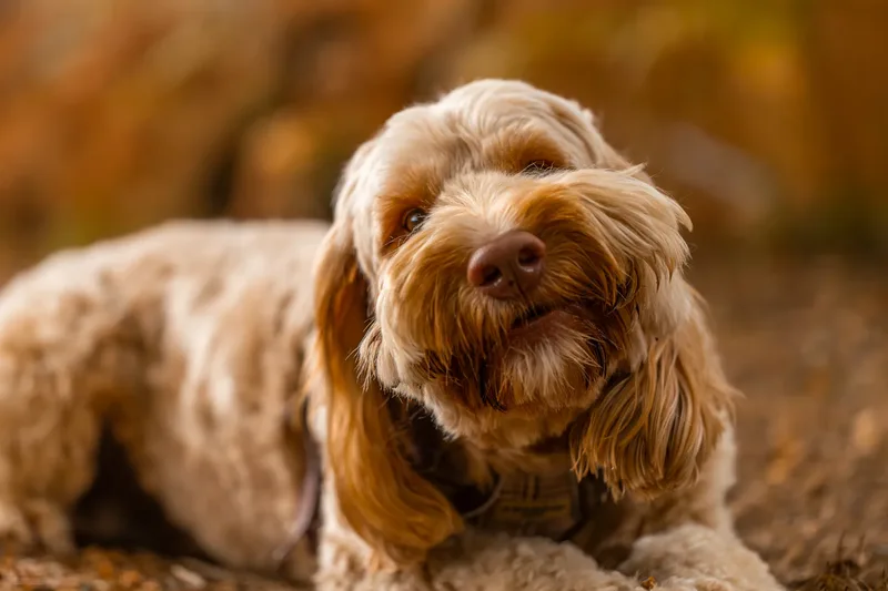 An Autumn Afternoon with Toby at Canford Heath (20 of 24)