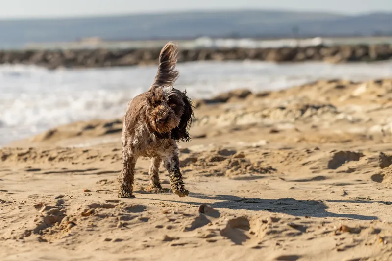 Hugo, Cookie, Flossie & Ralph (17 of 24)