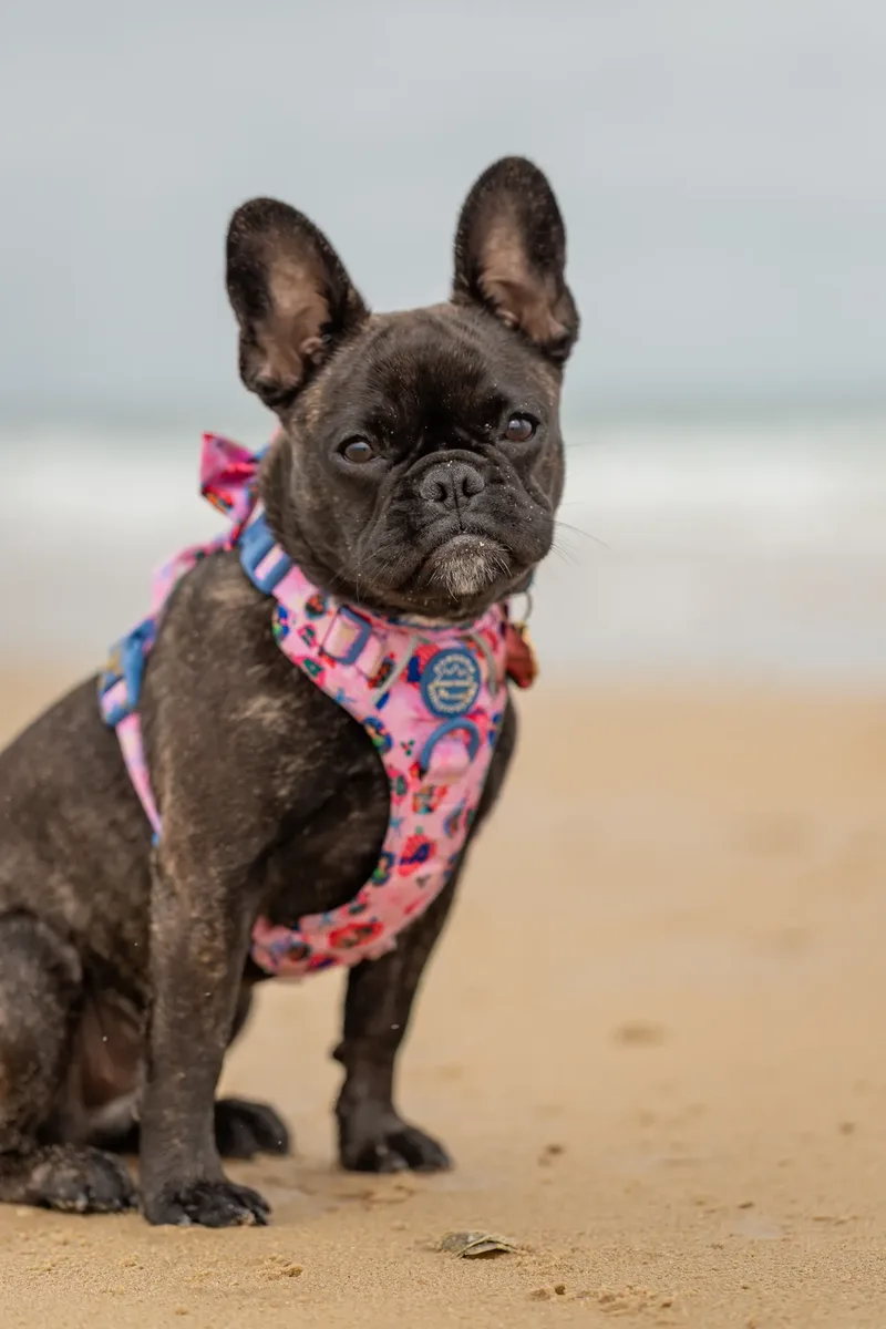 Spring Beach Mini Sessions (66 of 105)