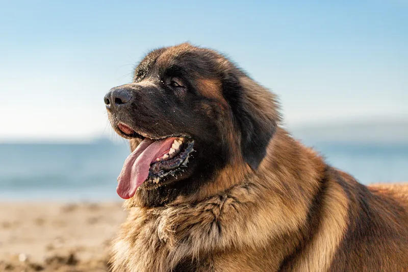 Koda the Leonberger (15 of 18)
