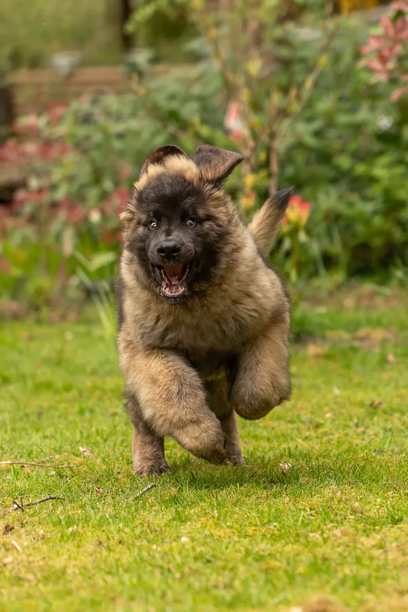 Alfie the Leonberger Puppy (7 of 41)