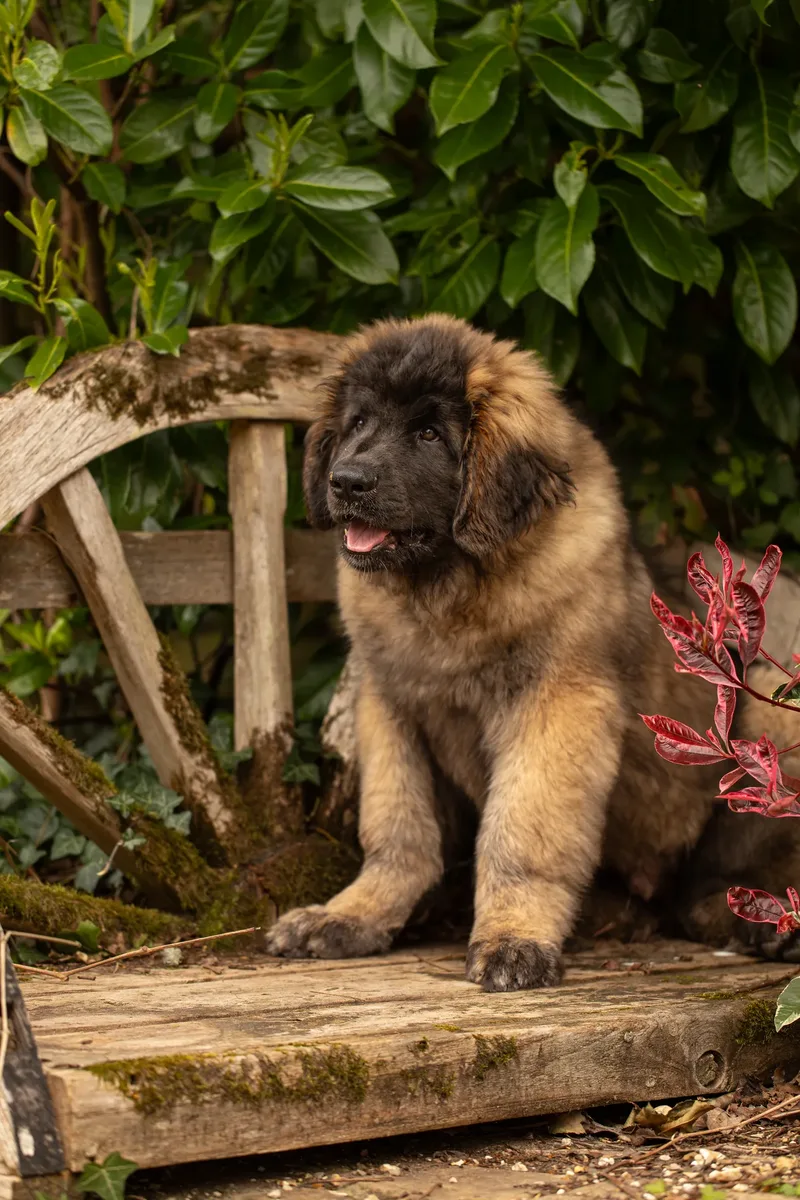 Alfie the Leonberger Puppy (18 of 41)