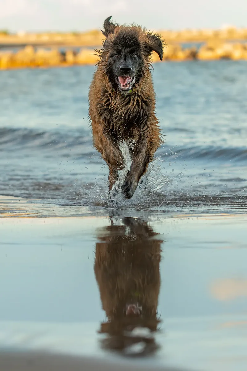 Leonberger Meet Up (25 of 47)
