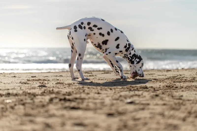 Perdy and Pongo (25 of 28)