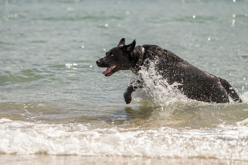 Stan the black lab (13 of 38)