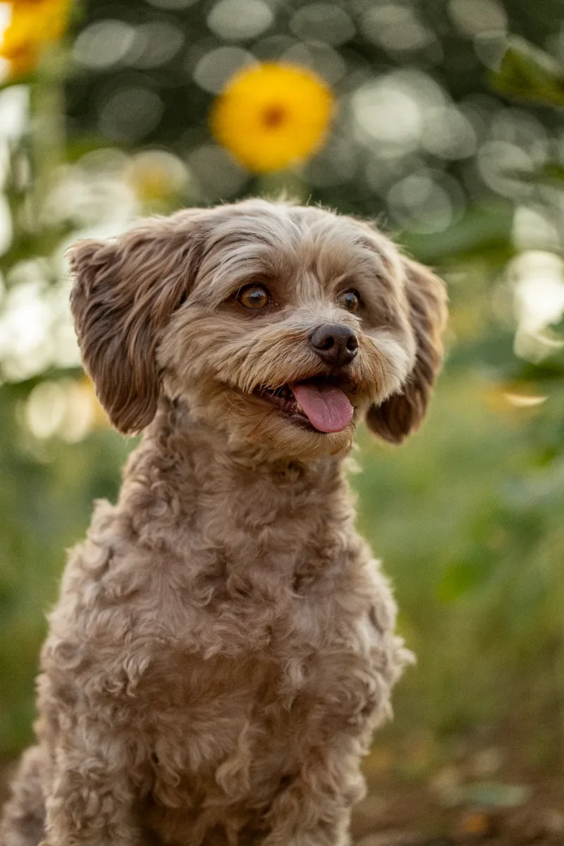 Bertie