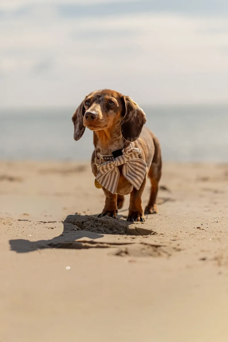 Margot at the beach (32 of 45)