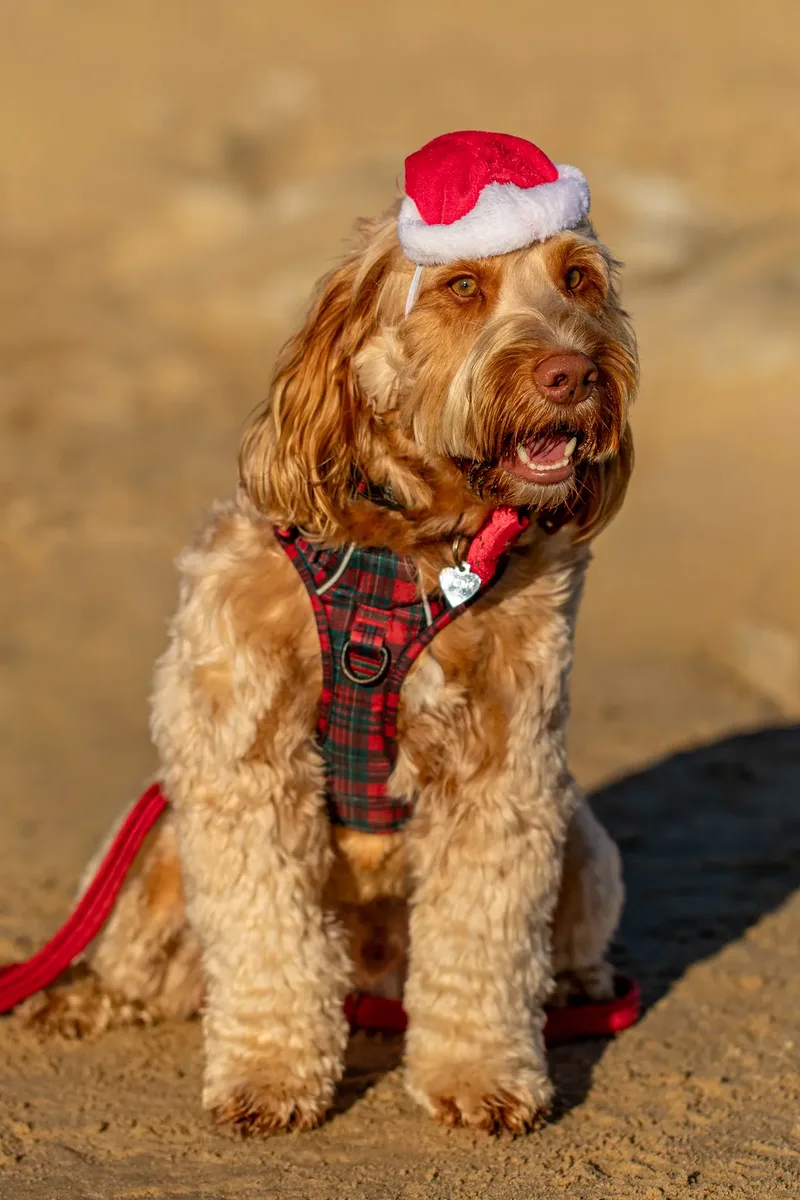 Toby Xmas beach shoot! (4 of 24)