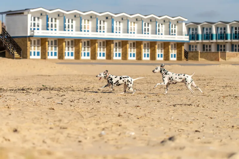 Perdy and Pongo (24 of 28)