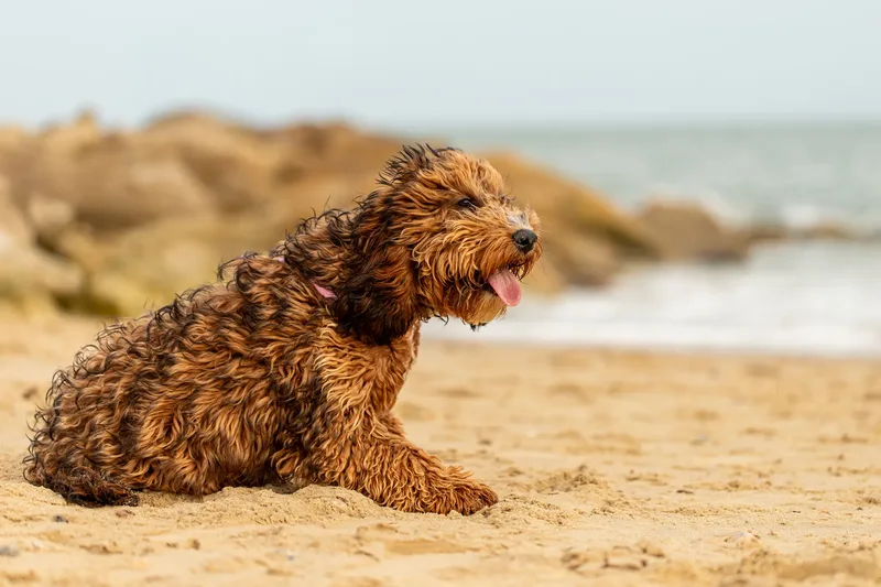 Luna & Oakley at Sandbanks (24 of 24)