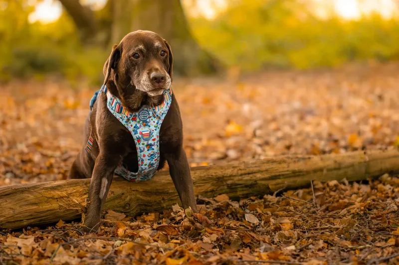 A Morning with Cas & Oreo at Canford Heath (3 of 24)
