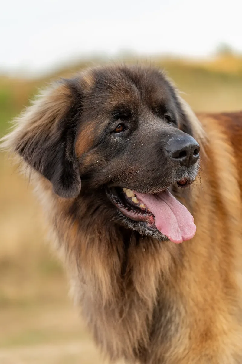 Koda