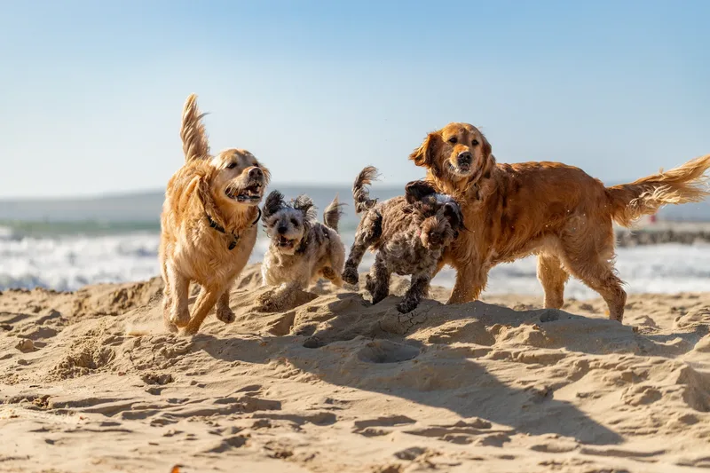Hugo, Cookie, Flossie & Ralph