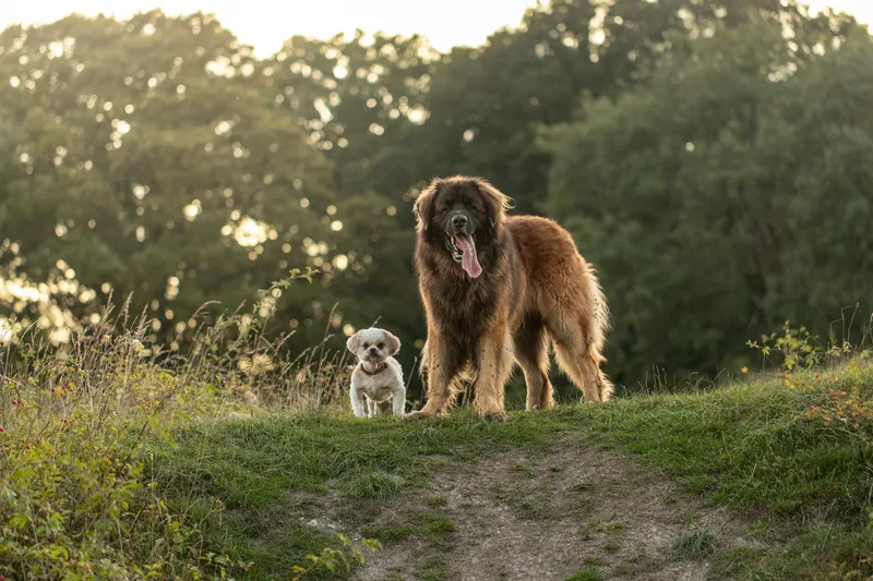 The Wild Bear Club – Badbury Rings (14 of 24)