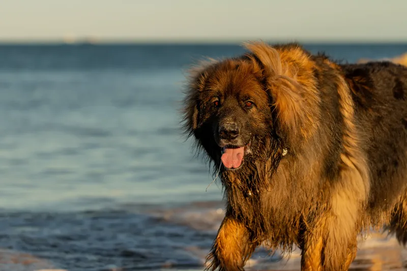 Leonberger Meet Up (35 of 47)
