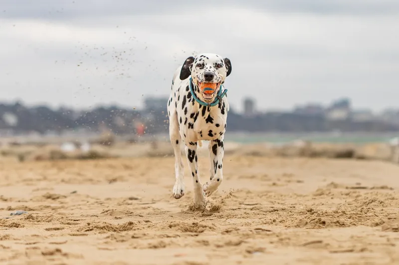 Domino the Dalmation (17 of 24)