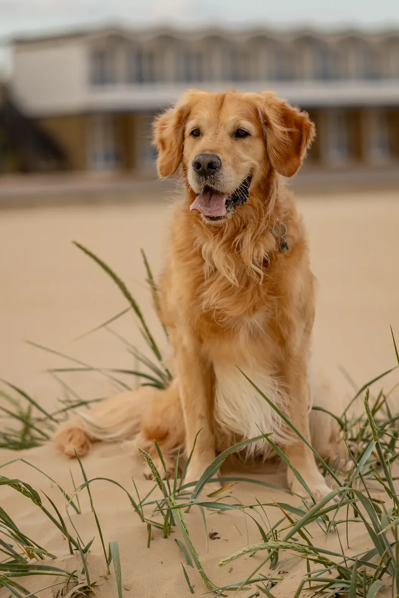 Murphy the golden retriever (40 of 41)