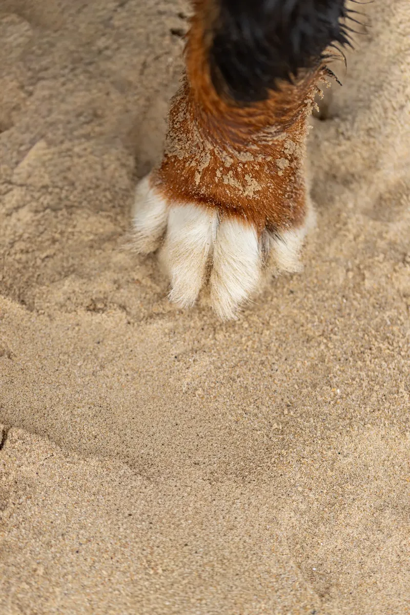 Berry the Bernese Mountain Dog (12 of 30)