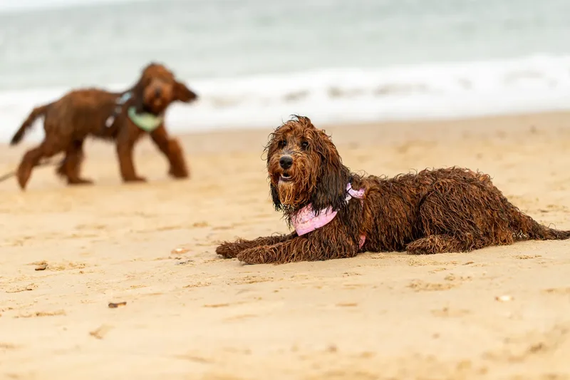 Luna & Oakley at Sandbanks (12 of 24)