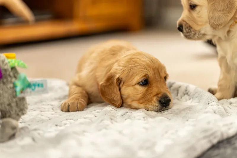 Golden Retriever Puppies (54 of 60)