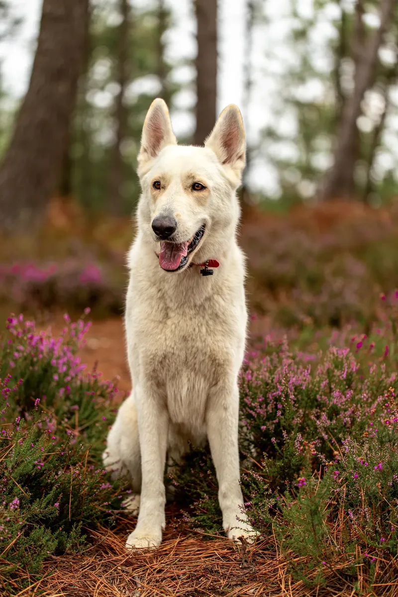 The Wild Bear Club – Wareham Forest (20 of 24)
