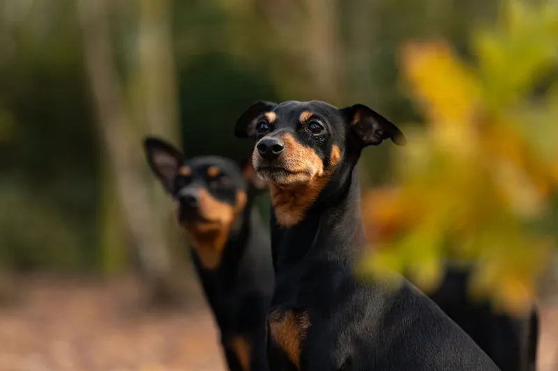 The Three Min Pins (13 of 24)