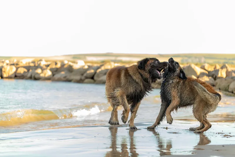 Leonberger Meet Up (29 of 47)