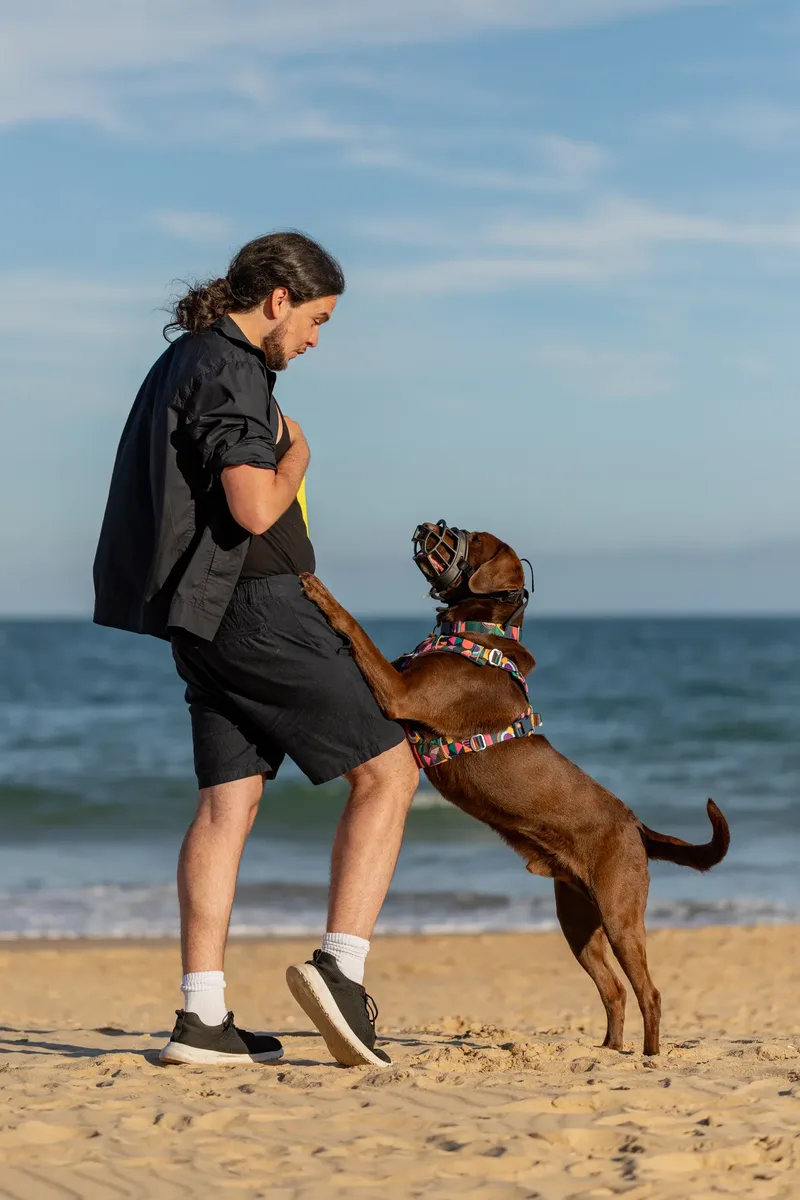 Dorset Dog Trainer – Branksome Chine (28 of 52)