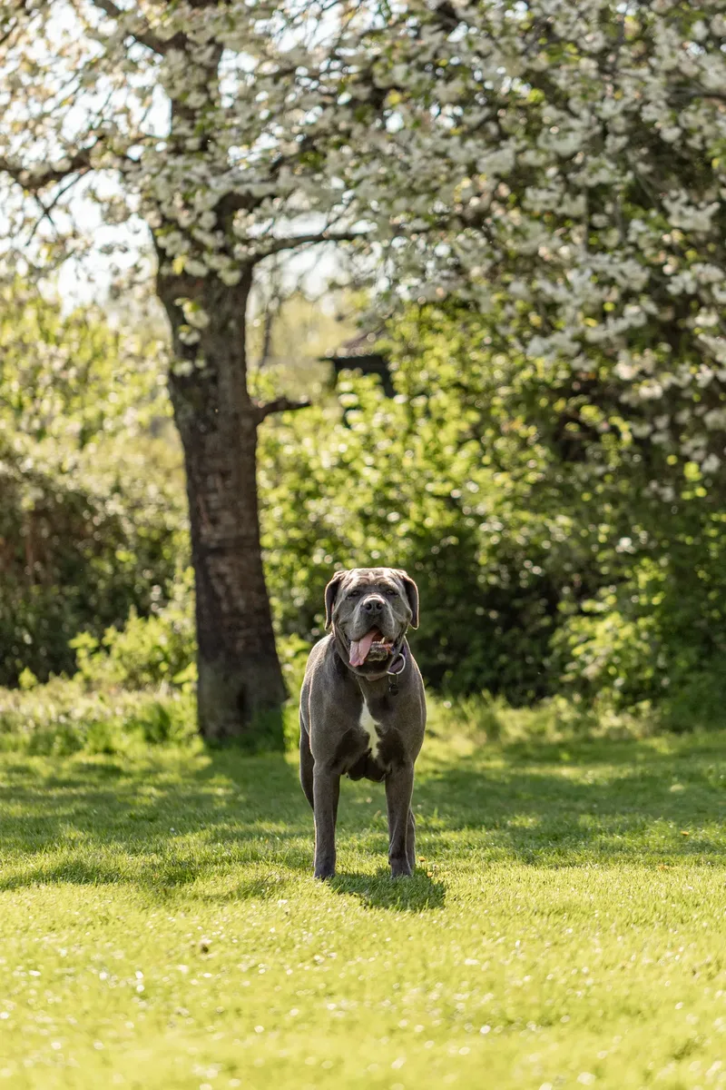 Skye the Cane Corso (20 of 23)