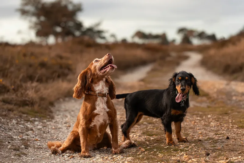 Poppy & Koda