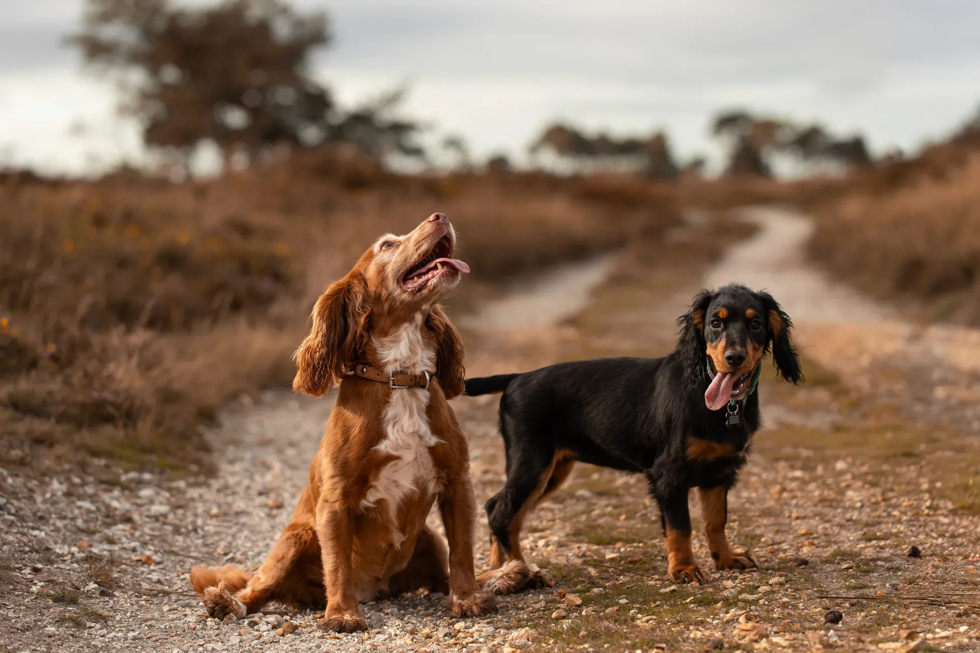 Poppy & Koda
