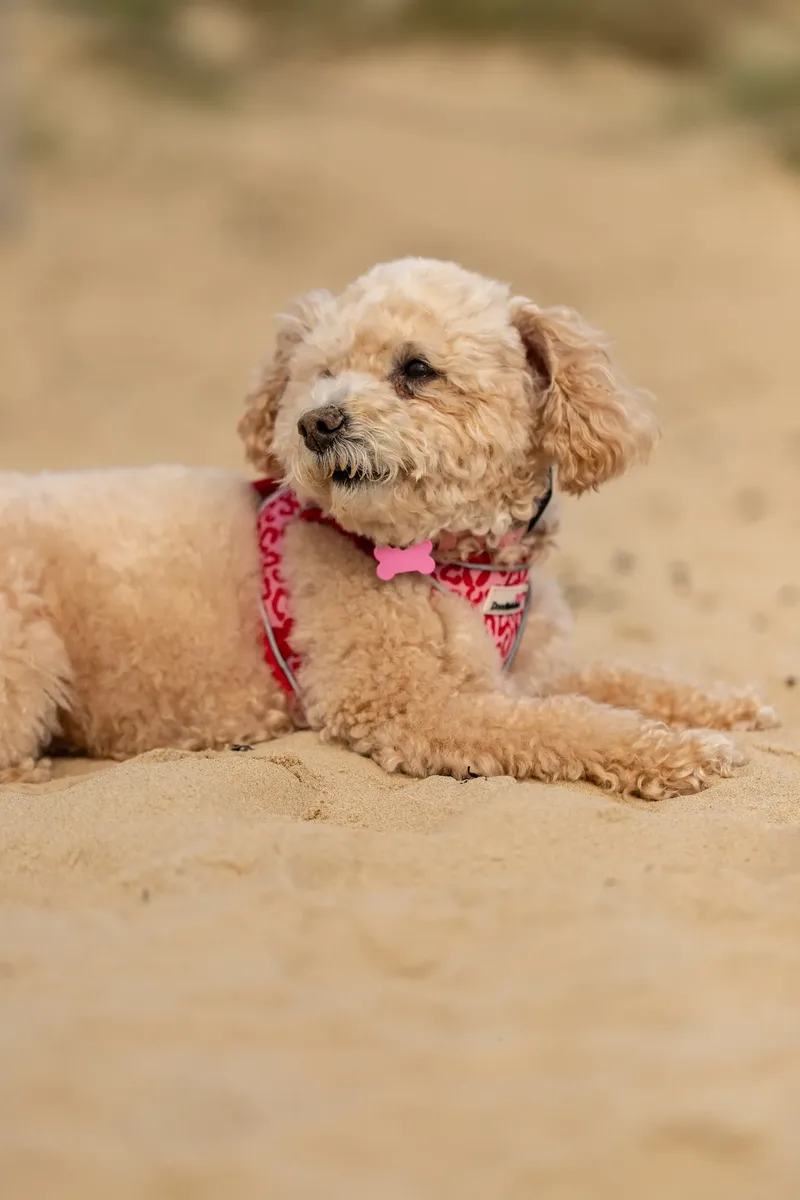 Lola the Poochon (7 of 28)