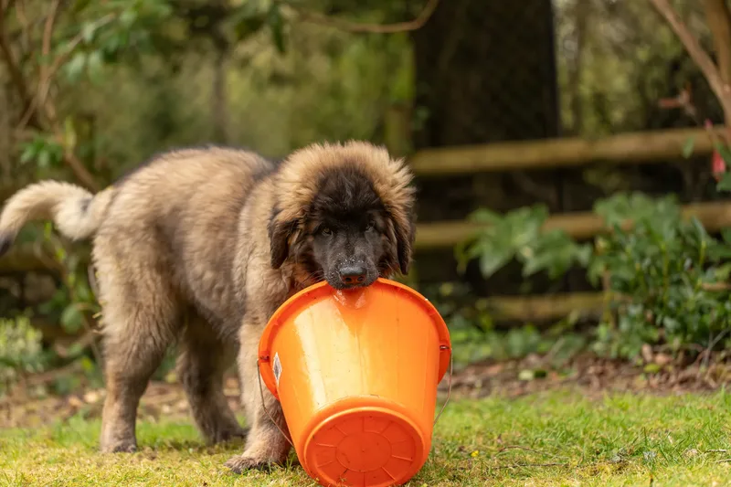 Alfie the Leonberger Puppy (32 of 41)