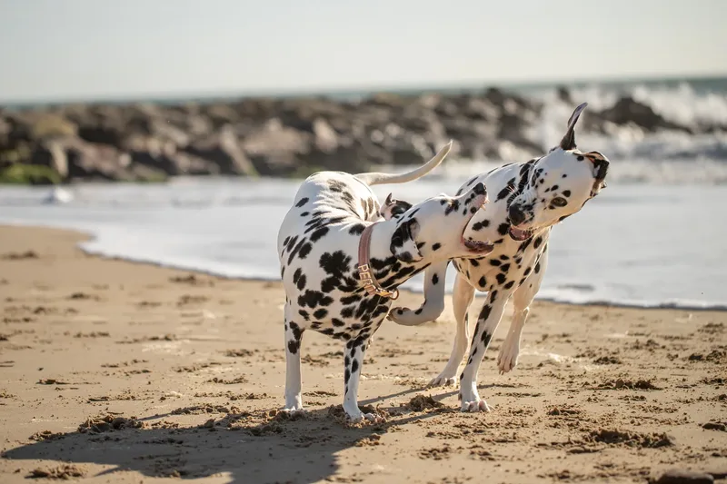 Perdy and Pongo (28 of 28)