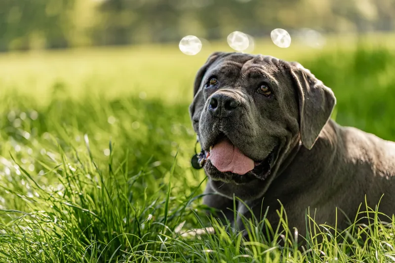 Skye the Cane Corso (18 of 23)