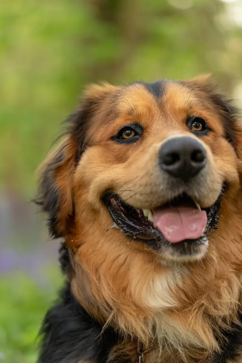 Finn the golden mountain dog (6 of 13)