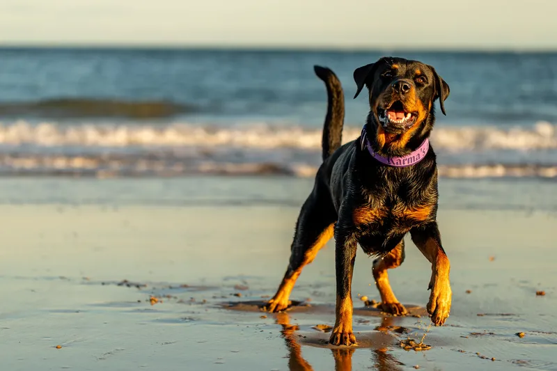 Karma the Rottie (17 of 24)