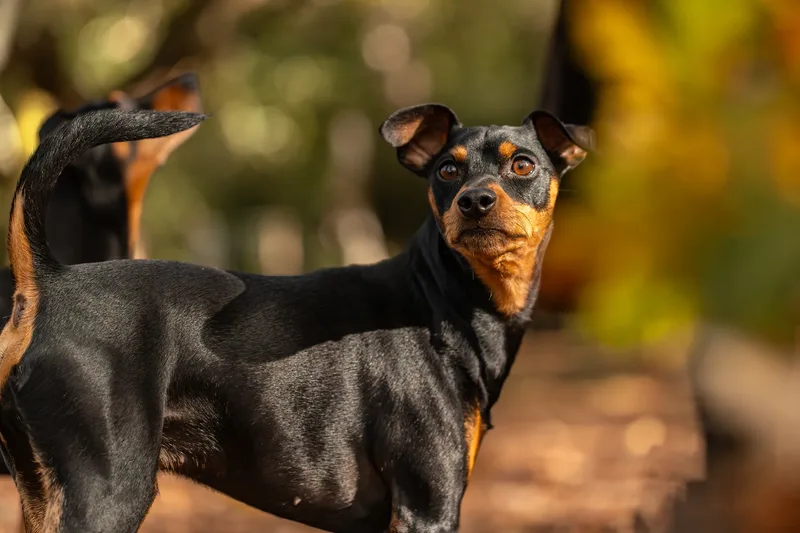 The Three Min Pins (18 of 24)