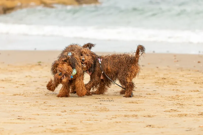 Luna & Oakley at Sandbanks (10 of 24)