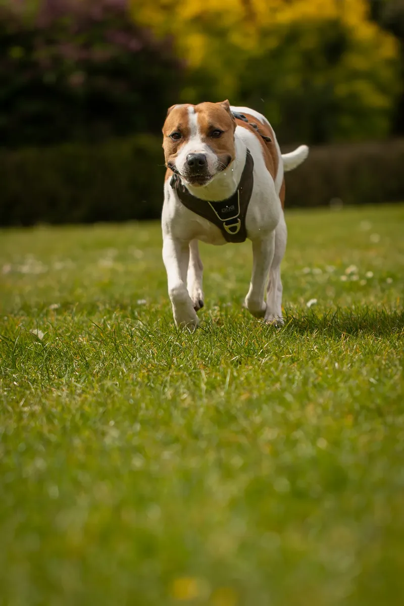 The Dorset Dog Trainer (12 of 42)
