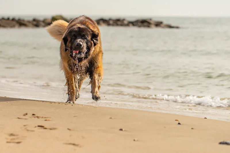 Koda the Leonberger (11 of 18)