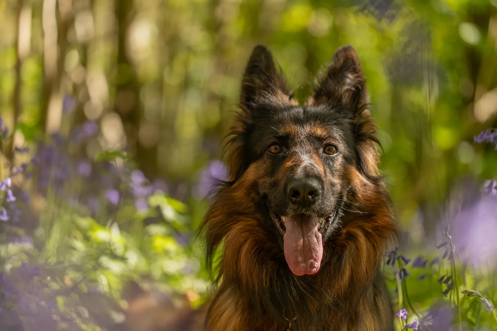 Tora the german shepherd