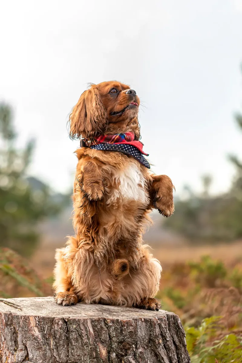 Rusty the Cav (17 of 24)