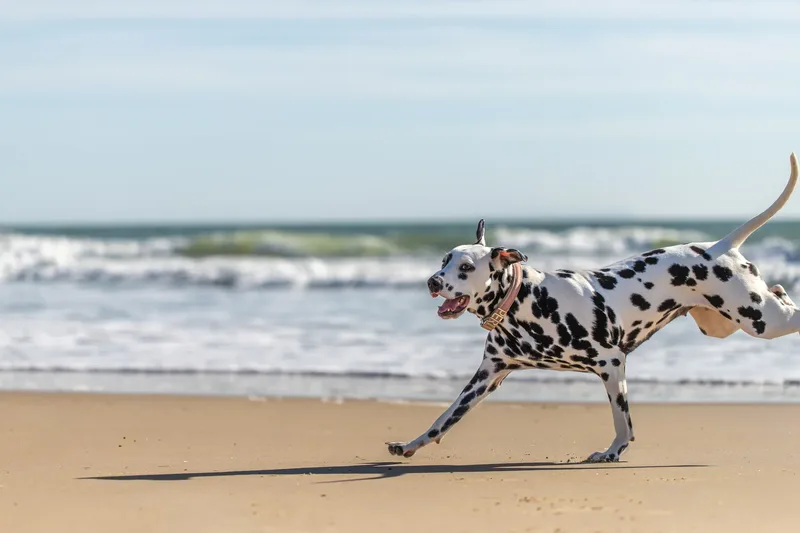 Perdy and Pongo (11 of 28)