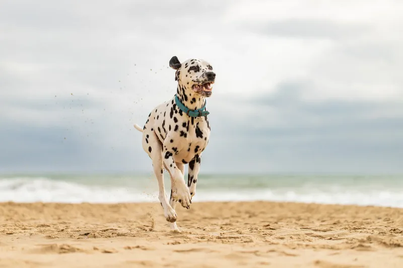 Domino the Dalmation (8 of 24)