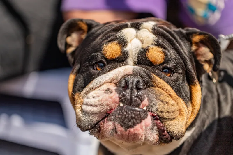 Sunshine, Smiles & Wagging Tails at Cherry Tree Nurseries (16 of 24)
