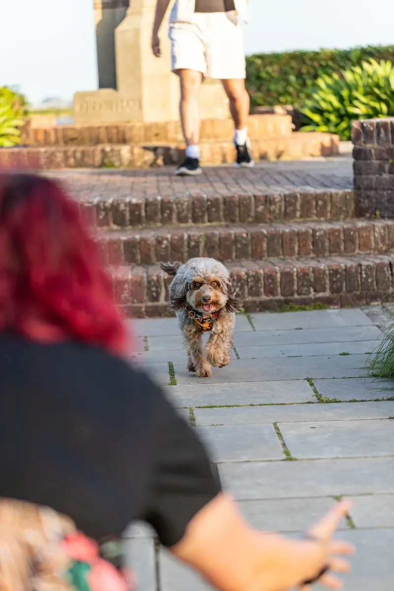 Dorset Dog Trainer – Poole Park (58 of 59)
